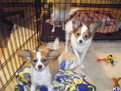 Papillon Puppies for Sale